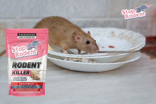 Top 10 signs you need rodent control right now