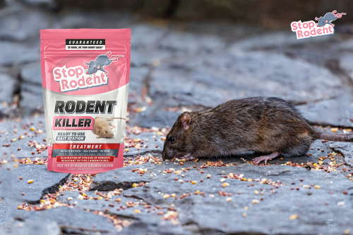 Protecting your home against rodents : The importance of prevention with Rodent Killer