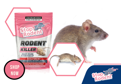 The 10 best rodent control products to protect your home