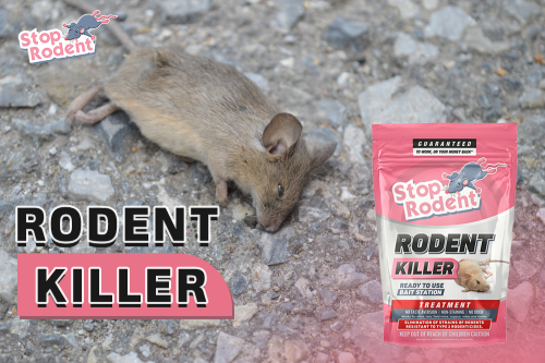 Exploring eco-friendly rodent control options for your home : discover 'rat poison', an environmentally friendly solution