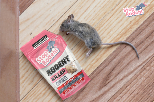 Free yourself from rodent stress : Discover our success stories with 'rodent killer', your Anti-rodent solution