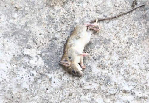 Image #1 from Adolphe P.