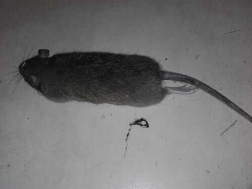 Image #1 from Arsène D.