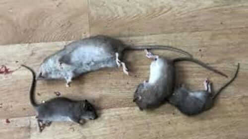 Image #1 from López L.