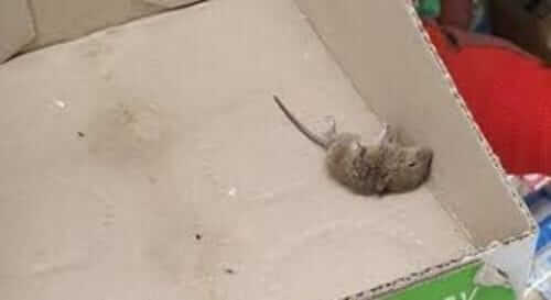 Image #1 from Pérez R.