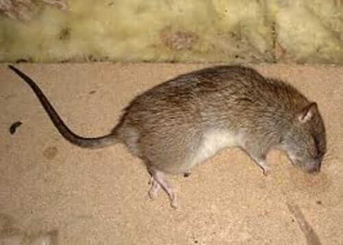 Image #1 from Laurent G.