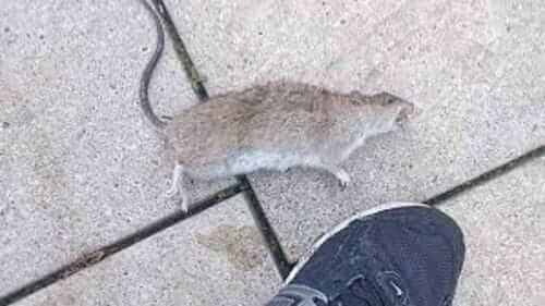 Image #1 from Rossi E.