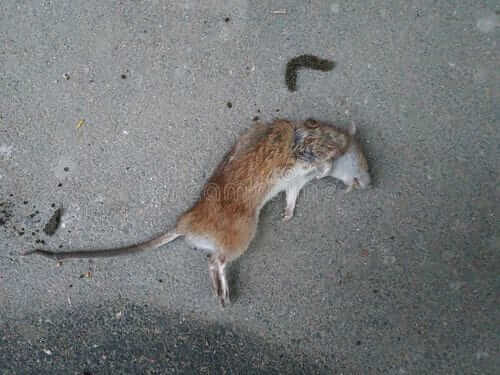 Image #1 from Daniel C.