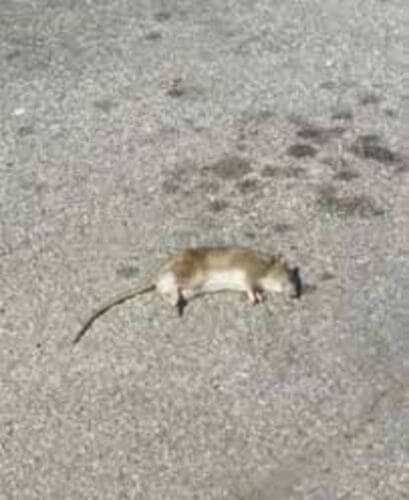 Image #1 from Müller P.