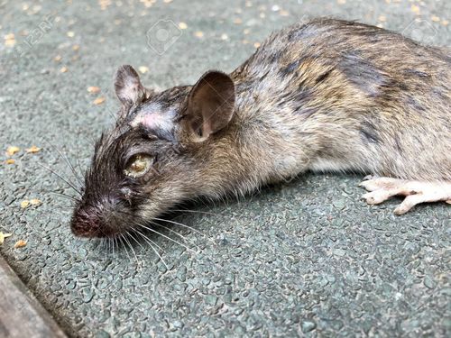 Image #1 from Gustave S.