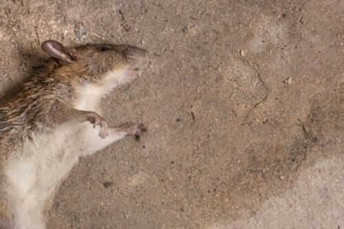 Image #1 from David S.