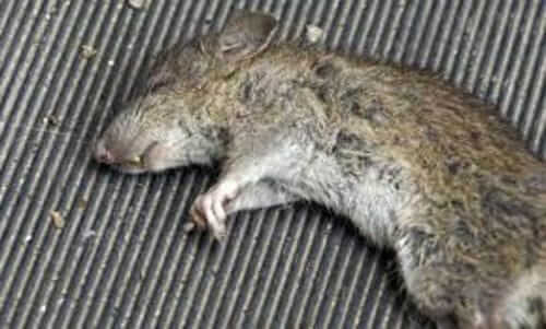 Image #1 from Matthews F.