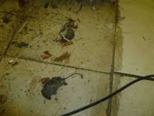 Image #1 from Jones W.