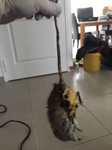 Image #1 from Gaël B.