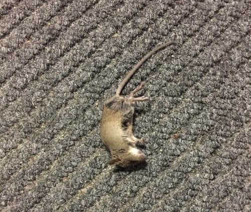 Image #1 from Merlin H.