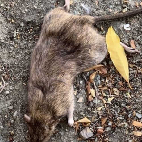 Image #1 from Gardner T.